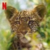 Animal 2021 S02E02 2160p NF WEB-DL Hybrid HDR DV HEVC DDPA5 1 English-HONE thumb