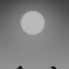 Birdsong [2023] / H264 / MKV / WEB / 1080p / AAC / Subs / ReLeNTLesS thumb
