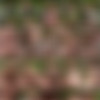 Sasha /      [2001 ., All Sex, Oral, Teen] thumb