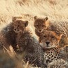 A Cheetahs Pride S01E01 1080p WEB h264-EDITH thumb