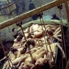 Chekist [1992] / H264 / MKV / DVD / SD / AC3 / Russian / Subs / HANDJOB thumb