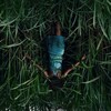 In the Tall Grass [2019] / H264 / MKV / WEB / 1080p / AC3 / Subs / NTG thumb