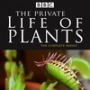 Sir David Attenborough The Private Life of Plants 1995 DVDRip XviD-RUNNER thumb
