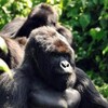 Gorilla Gorilla Gorilla 2023 German DL DOKU 720p WEB x264-CLASSiCALHD thumb