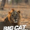 Big Cat Country S01 1080p WEB h264-CAFFEiNE thumb