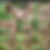 [MyDirtyHobby] Sep 05, 2014 - Blondienchen - Fucked and Creampied Outdoors - 720p thumb