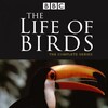 The Life of Birds (1998) Season 1 S01 + Extras (576p DVD x265 HEVC 10bit AC3 2 0 afm72) QxR thumb