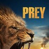 Prey [2024] / H264 / MKV / WEB / 1080p / AC3 / Subs / Koza thumb