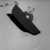Fish Tales [1936] / MPEG2 / MKV / DVD / SD / AC3 thumb