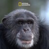 Meet The Chimps S01 1080p WEB-DL DDP5 1 H 264-ROCCaT thumb