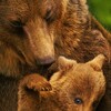 Bears [2014] / H264 / MKV / Blu-ray / 1080p / FLAC / Subs thumb