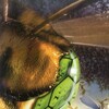 Infested [2002] / H264 / MKV / DVD / SD / AC3 / Subs / NOGRP thumb
