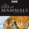 The Life of Mammals (2002) Season 1 S01 + Extras (576p DVD x265 HEVC 10bit AC3 2 0 afm72) QxR thumb