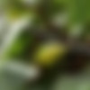 [MetArt.com] Katana / Grapes (25.11.2018) [asian, erotic, 1080p, SiteRip] thumb