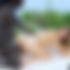 [BDWC] Interracial Icon 13 /   13 (Greg Lansky / Blacked) [2020 ., BBC, Big Cocks, Gonzo, Interracial, Muscled Men, Outdoors, Facial, WEB-DL, 1080p] (Split Scenes) (Dredd, Kendra Sunderland, Jessa Rhodes, Mia Melano, Karlee Grey, Jason Luv, Louie Smalls, Freddy Gong) thumb