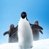Penguins [2019] / H264 / MKV / WEB / 1080p / AC3 / Subs / NDy thumb