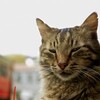 Kedi [2017] / H264 / MKV / Blu-ray / 720p / AC3 / Turkish / Subs thumb