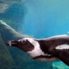 Africas Underwater Wonders S01 720p AHDTV x264-DARKFLiX thumb