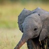 Africas Hidden Kingdoms S01E04 2160p WEB h265-BAWD thumb