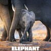 Elephant 2020 DV 2160p WEB H265-WATCHER thumb