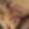 BustyAdventures.com Siterip (2012 - 2013, 92 HD clips) thumb