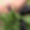 [QueenSnake.com] QS, Jeby (Nettle Bikini / 8.10.2016) (full version) [2016 ., Humiliation, Torture, 1080p, HDRip] thumb