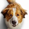 A Dog's Journey [2019] / H264 / MKV / Blu-ray / 1080p / True-HD / Subs thumb
