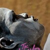 The Wound [2017] / H264 / MKV / WEB / 1080p / AC3 / Other / Subs / MELON thumb