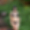 Bunny Ayumi Megapack thumb