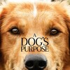A Dog's Purpose [2017] / MPEG2 / VOB IFO / DVD / SD / AC3 / Subs / NOGROUP thumb