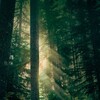Leave No Trace [2018] / H264 / MKV / WEB / 1080p / AC3 / CMRG thumb