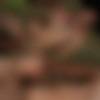 [CorbinFisher.com] Olivia (Olivia Toys With Landon / ACS0455) [2012 ., Oral Sex, Vaginal Sex, Bareback, Cunnilingus, Toys, Cumshots] thumb