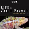 Life in Cold Blood (2008) Season 1 S01 (576p DVD x265 HEVC 10bit AC3 2 0 afm72) QxR thumb