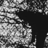 Nocturne [1980] / H264 / MKV / Unknown / SD / MP2 / No Audio / NOGROUP thumb