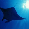 Sir David Attenborough The Blue Planet I and II BDRip x264-Scene thumb