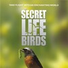 Secret Life Of Birds S01 1080p webrip ac3 x264 thumb