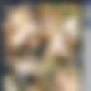 Big Boob Bangeroo 16 /    16 (Totally Tasteless) [2000 ., All Sex, Big Tits, Big Butts, DVDRip] (Koral Pineda, Black Berry Nicky Tease) thumb