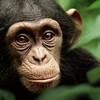 Chimpanzee 2012 DOC MULTi VF2 1080p WEB H264-FW thumb