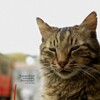 Kedi 2016 Untouched iso-VpR thumb