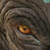The Elephant Whisperers [2022] / H264 / MKV / WEB / 1080p / AC3 / Other / Subs thumb
