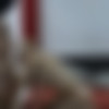 [puzzyfun.com] Laura Florentino (Laura, what a little new cum slut) [2020-04-17, Amateur, Fucking, Orgy] [720p] thumbnail
