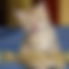 [JTPron] GGG Devot Sperma Und Pisse 57 / Cum & Piss 57 /     57 (John Thompson / GGG) [11.03.2017 ., Pissing, Sperm Bukkake, Facial, Cumshots, Hardcore, Orgy, Group sex,... Bibi,.,720p] thumb