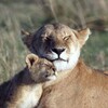 Big Cat Diary S01 AMZN WEB-DL DDP2 0 H 264-BTW thumb