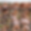 WowGirls.com Siterip - Part 5/5 thumb