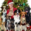 12 Dog Days Till Christmas [2014] / H264 / MKV / WEB / 1080p / AC3 / Subs / OnlyWeb thumb