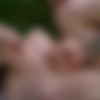 [ClubSweethearts.com / ClubSeventeen.com] Lesya Milk - Nature Bring Out The Best In Us (12.11.2022) [2022 ., Teen, Gonzo, Hardcore, All Sex, 1080p] thumb