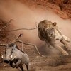 Wild Battlegrounds S01E04 1080p WEB h264-BAWD thumb